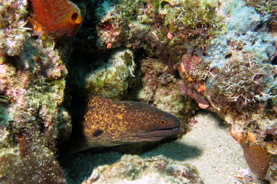 Gymnothorax flavimarginatus