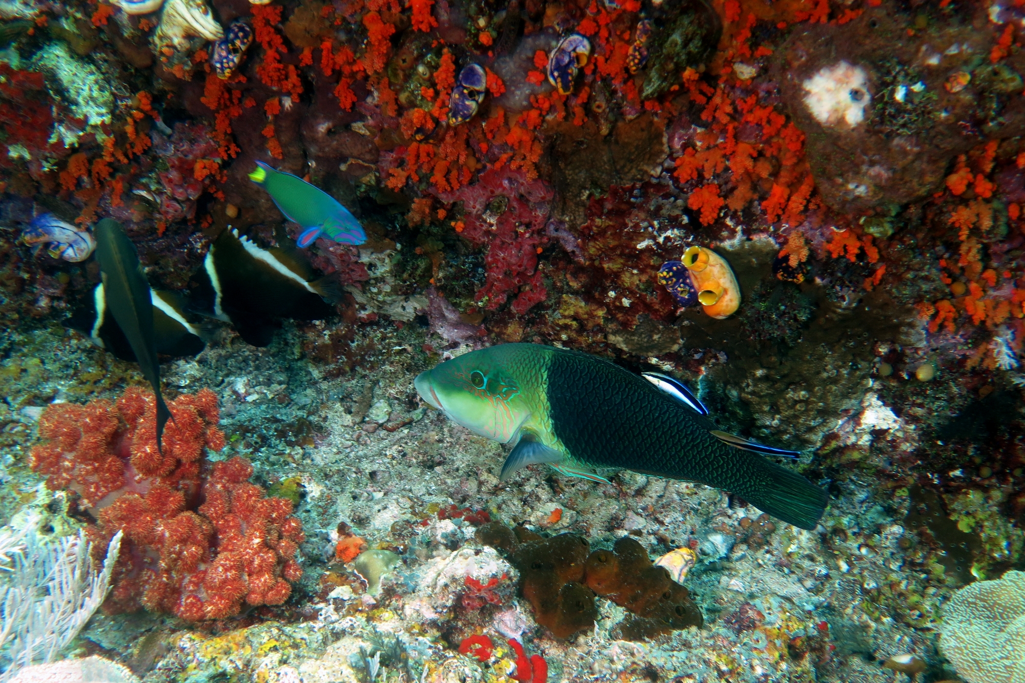 Hemigymnus melapterus, Labroides dimidiatus, Thalassoma lunare