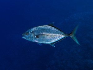 Carangoides bajad