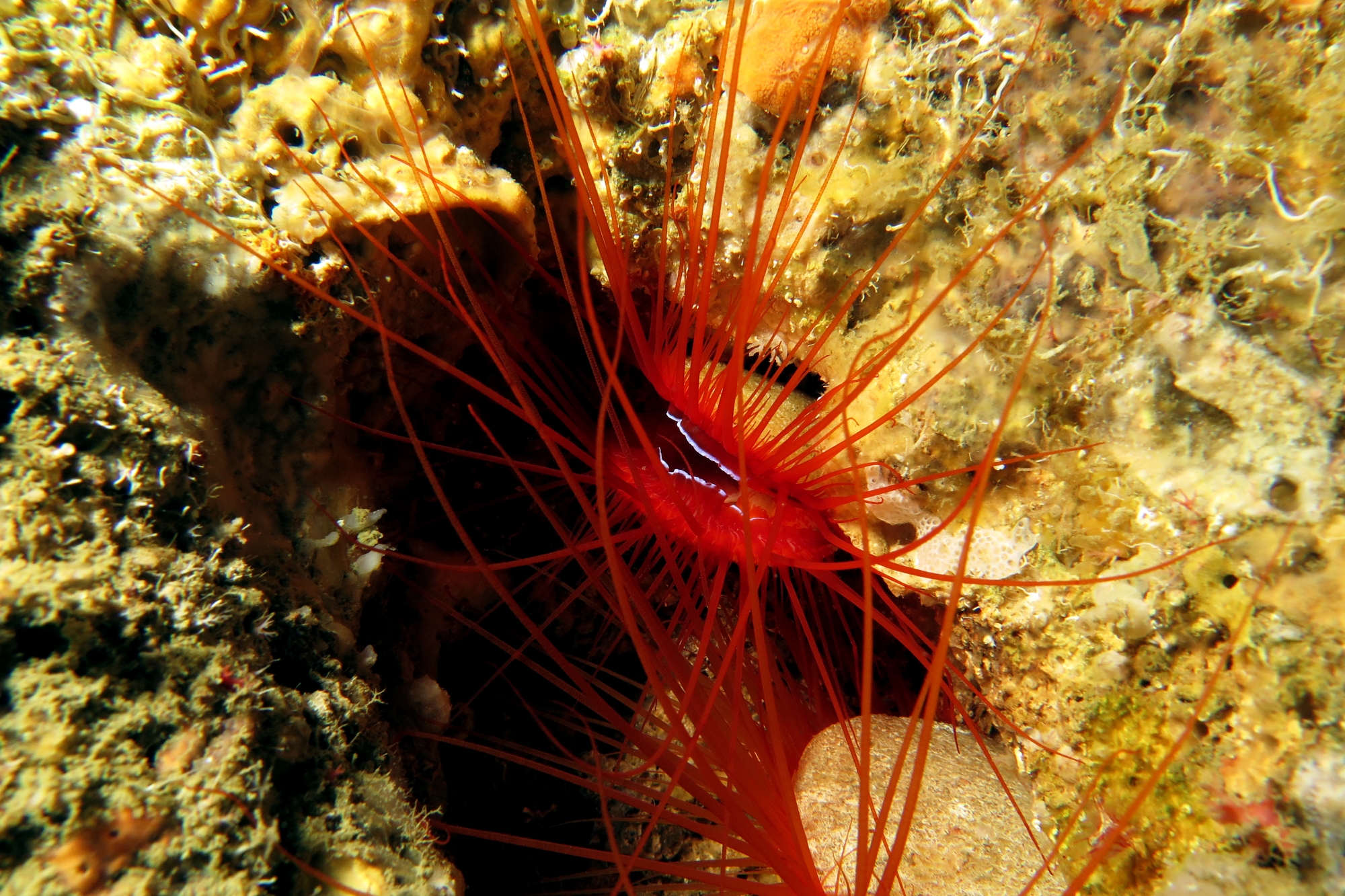 Ctenoides ales