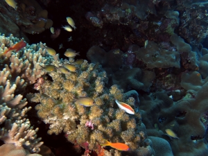 Chromis flavaxilla