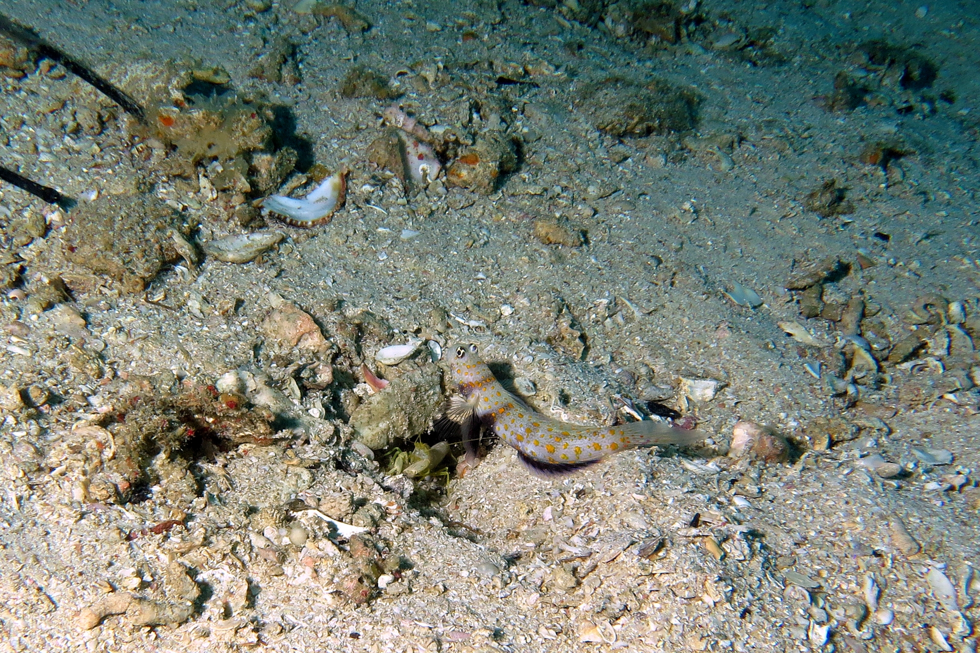 Amblyeleotris guttata, Alpheus djeddensis