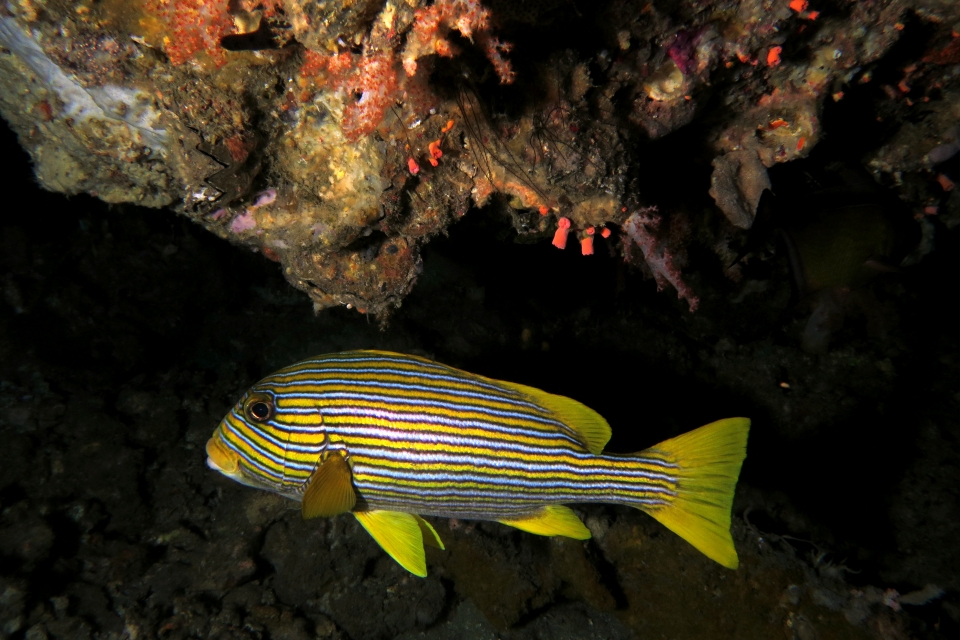 Plectorhinchus polytaenia