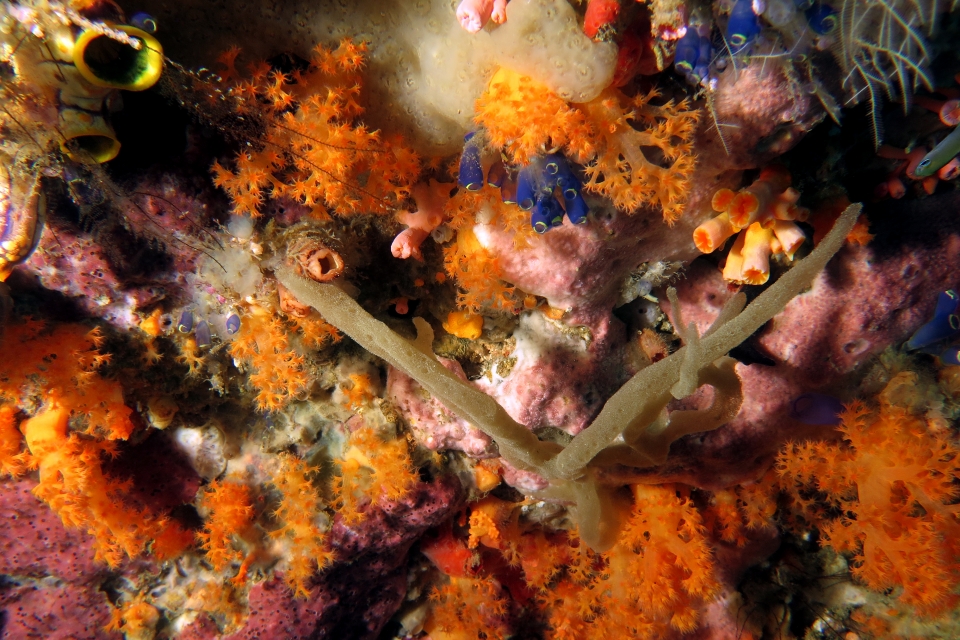 Clavelina robusta