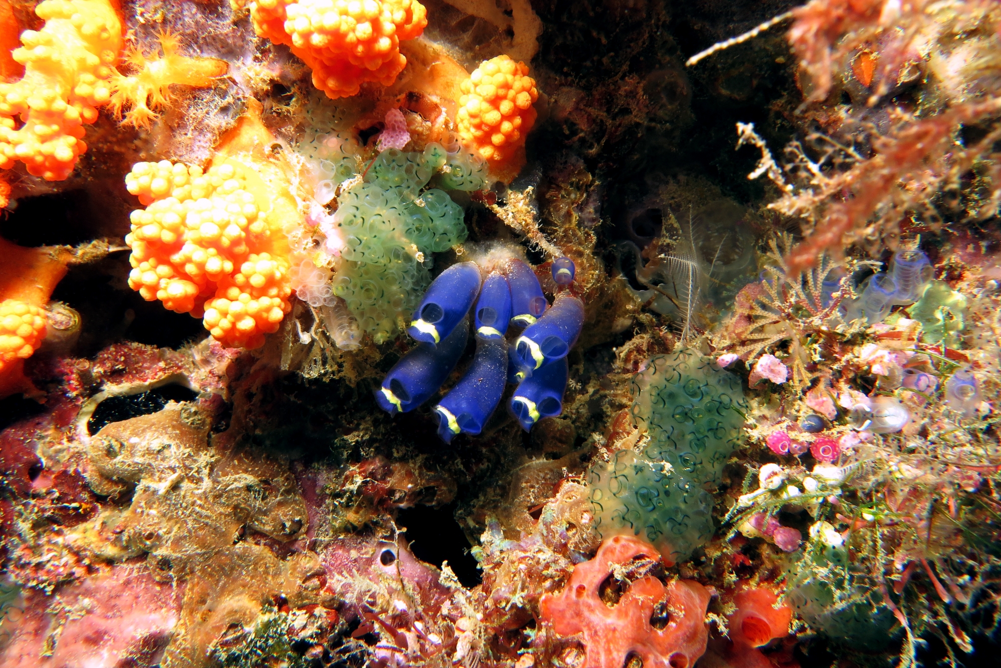 Clavelina robusta, Sigillina signifera, Scléronephthya sp.