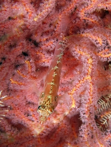 Cirrhitichthys aprinus, Muricella sp.