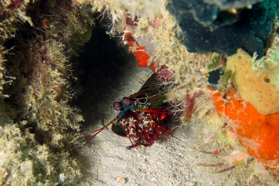 Odontodactylus scyllarus
