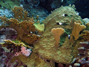 Millepora dichotoma, Chromis dimidiata