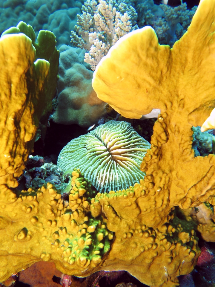 Fungia fungites, Millepora  platyphyllia