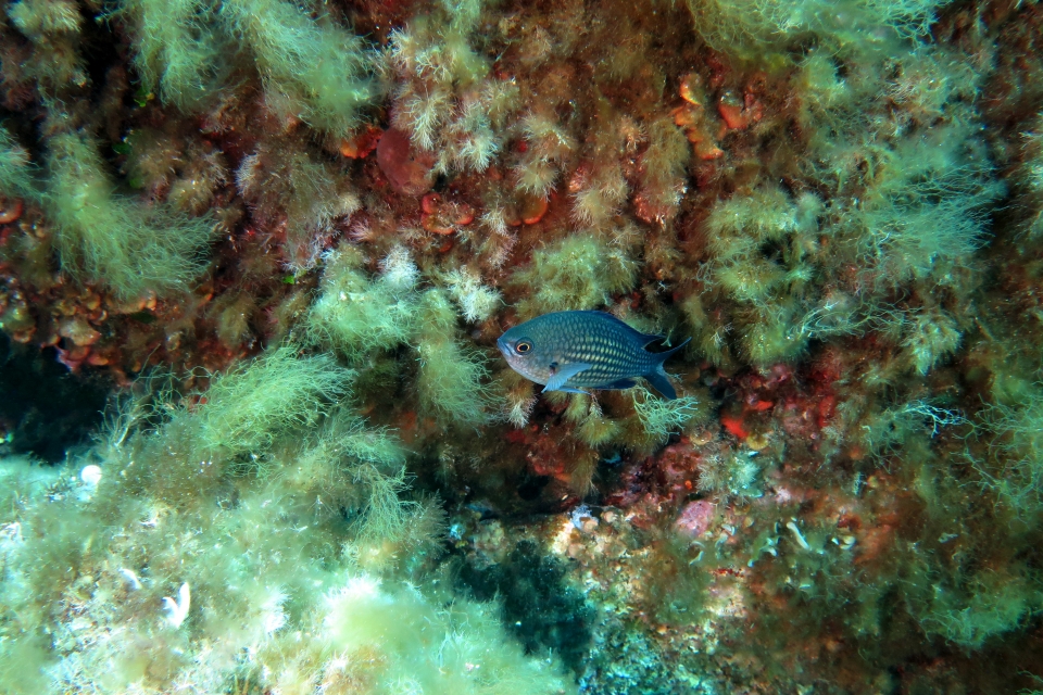 Chromis chromis