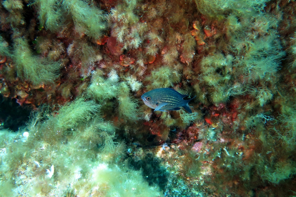 Chromis chromis