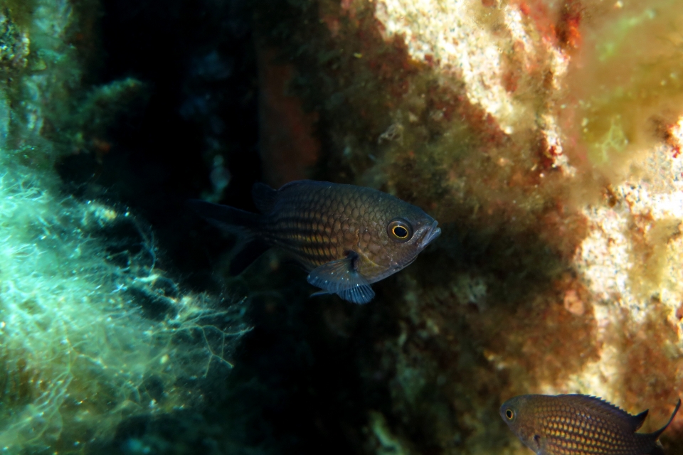 Chromis chromis