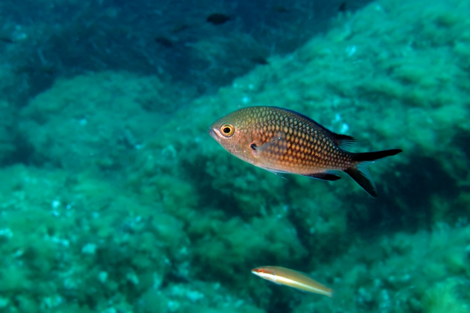 Chromis chromis