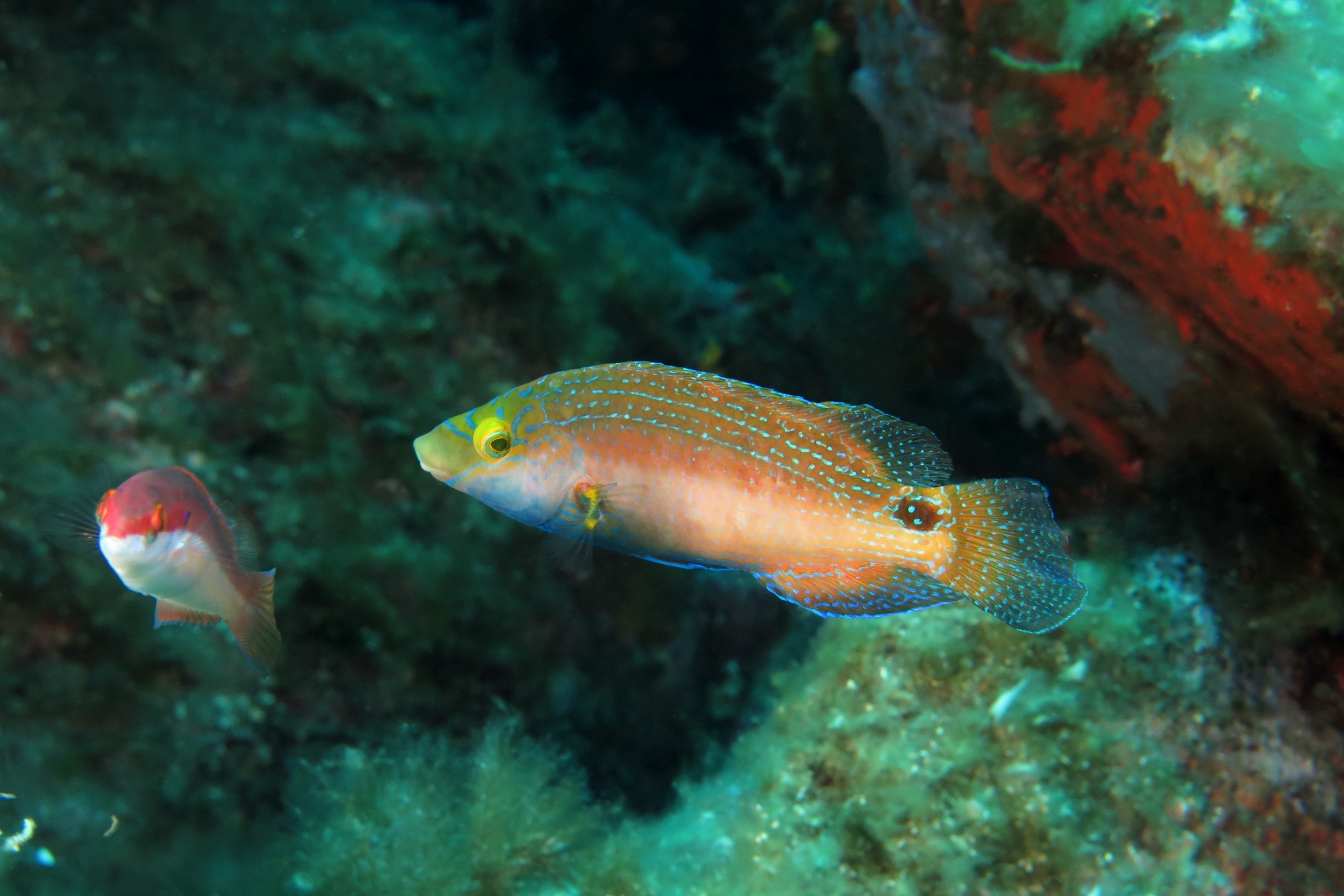 Symphodus mediterraneus
