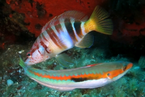 Serranus scriba, Coris julis