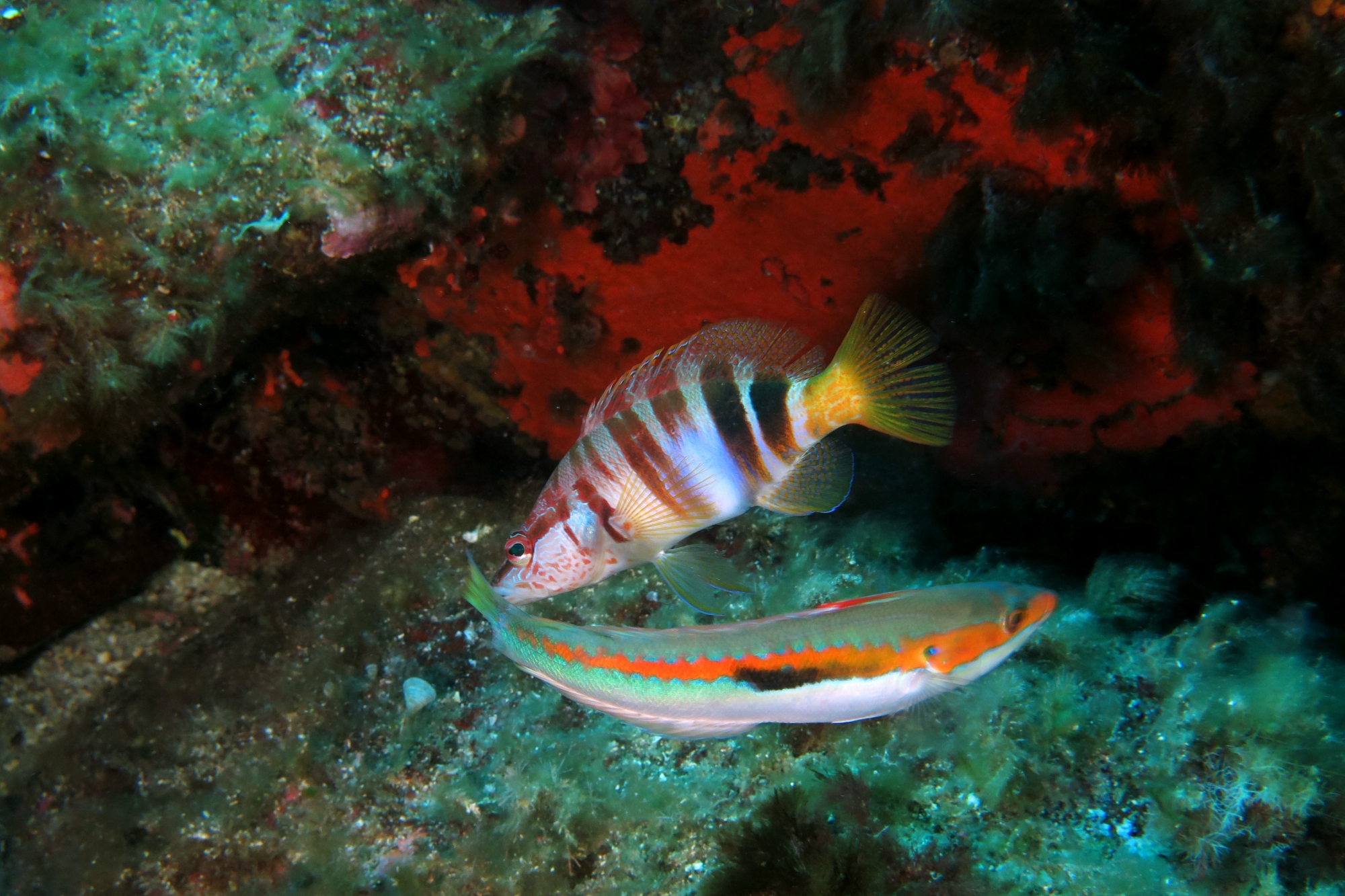 Serranus scriba, Coris julis
