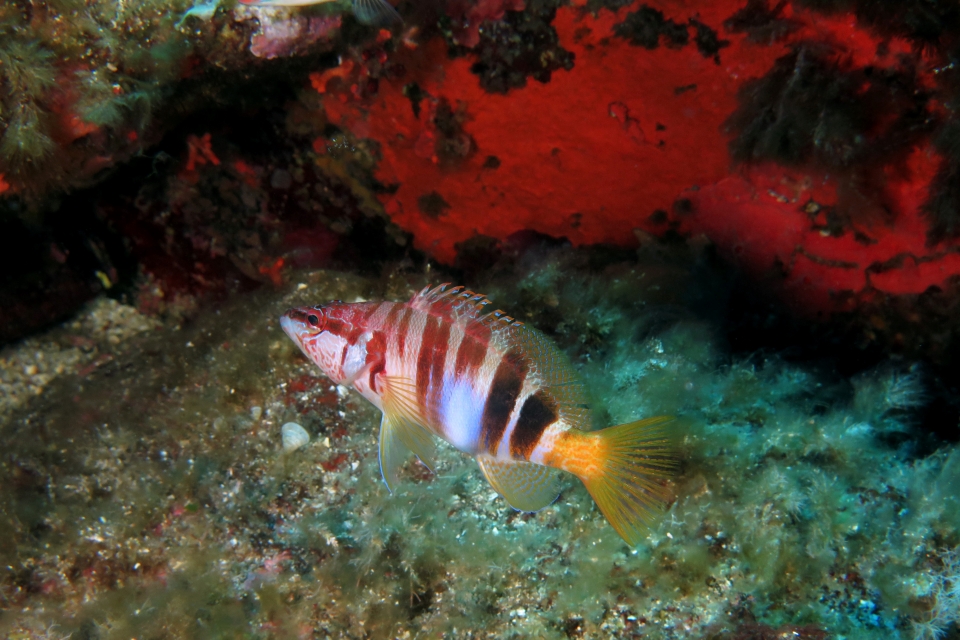 Serranus scriba