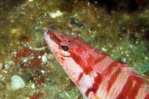 Serranus scriba