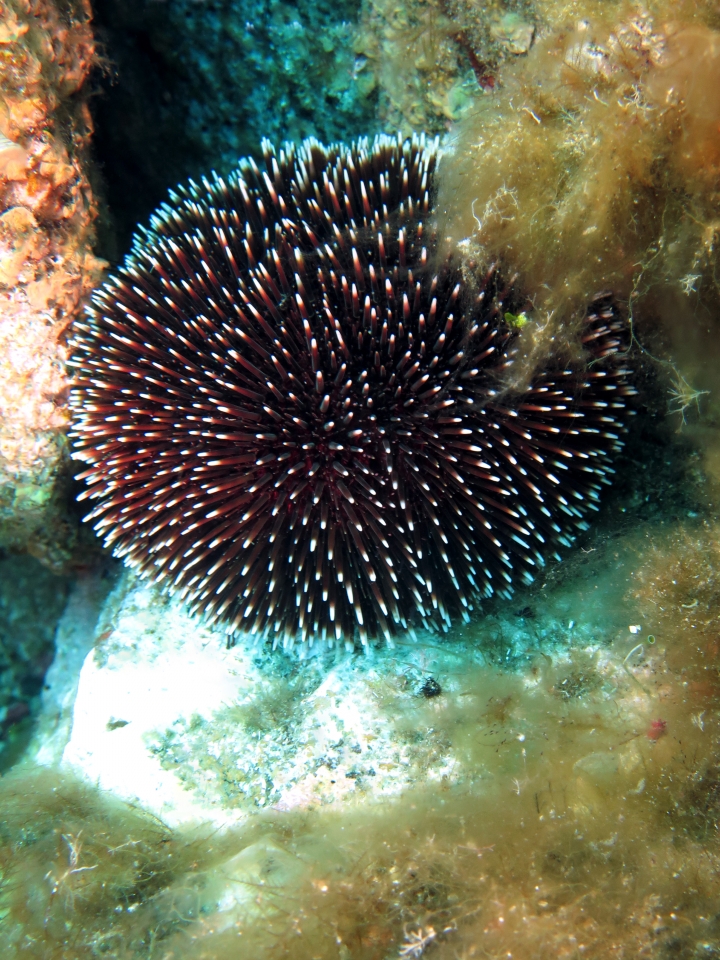 Sphaerechinus granularis
