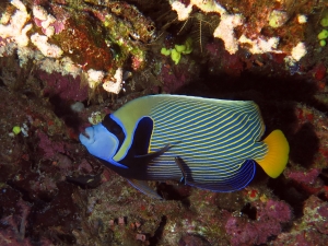 Pomacanthus imperator