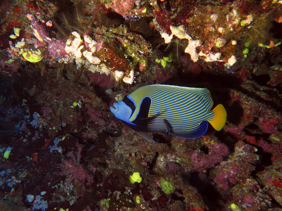 Pomacanthus imperator