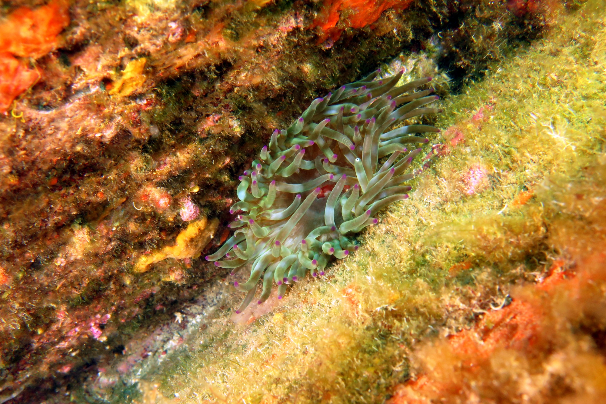 Cribrinopsis crassa