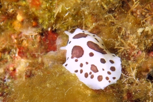 Peltodoris atromaculata