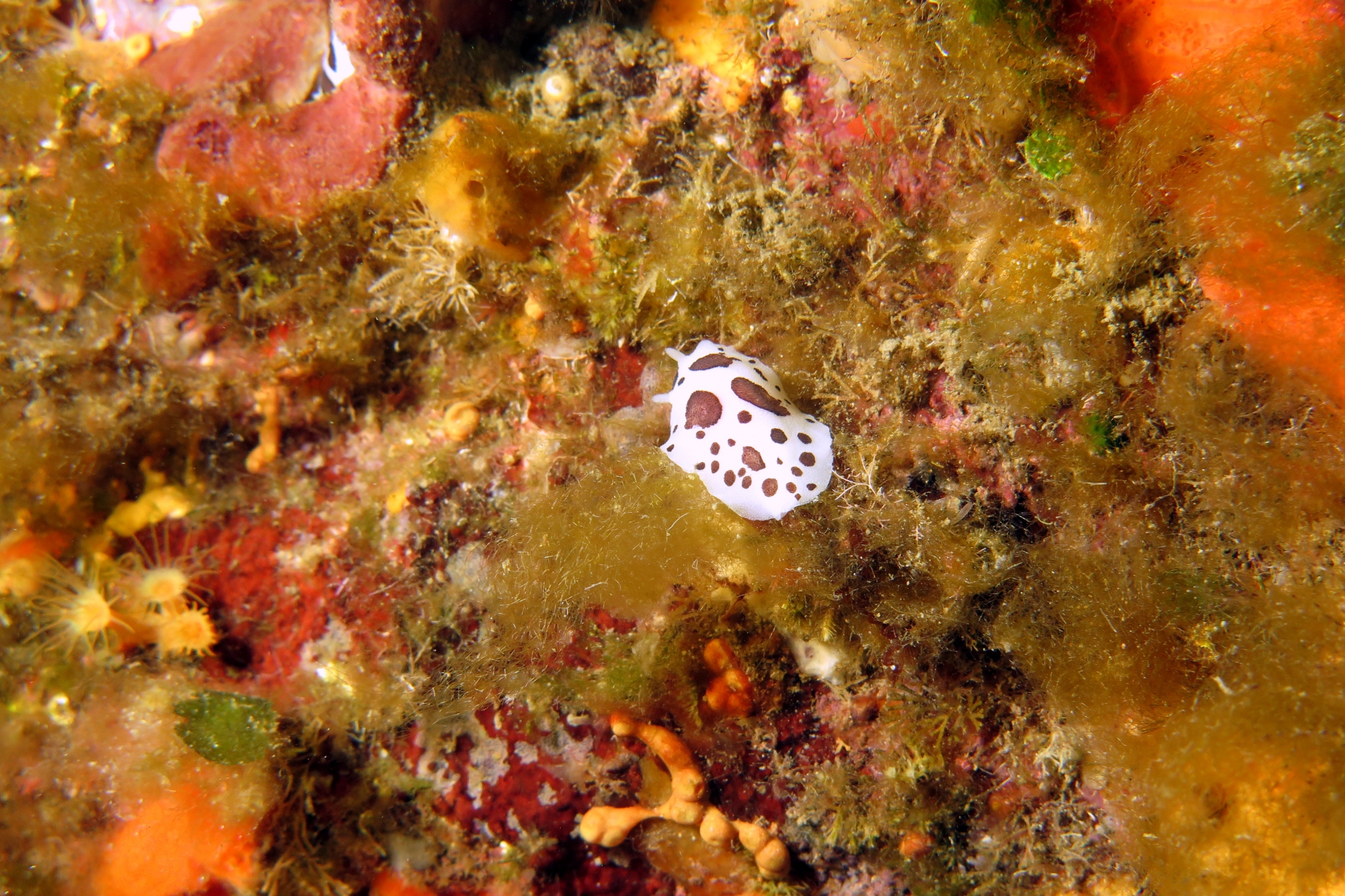 Peltodoris atromaculata