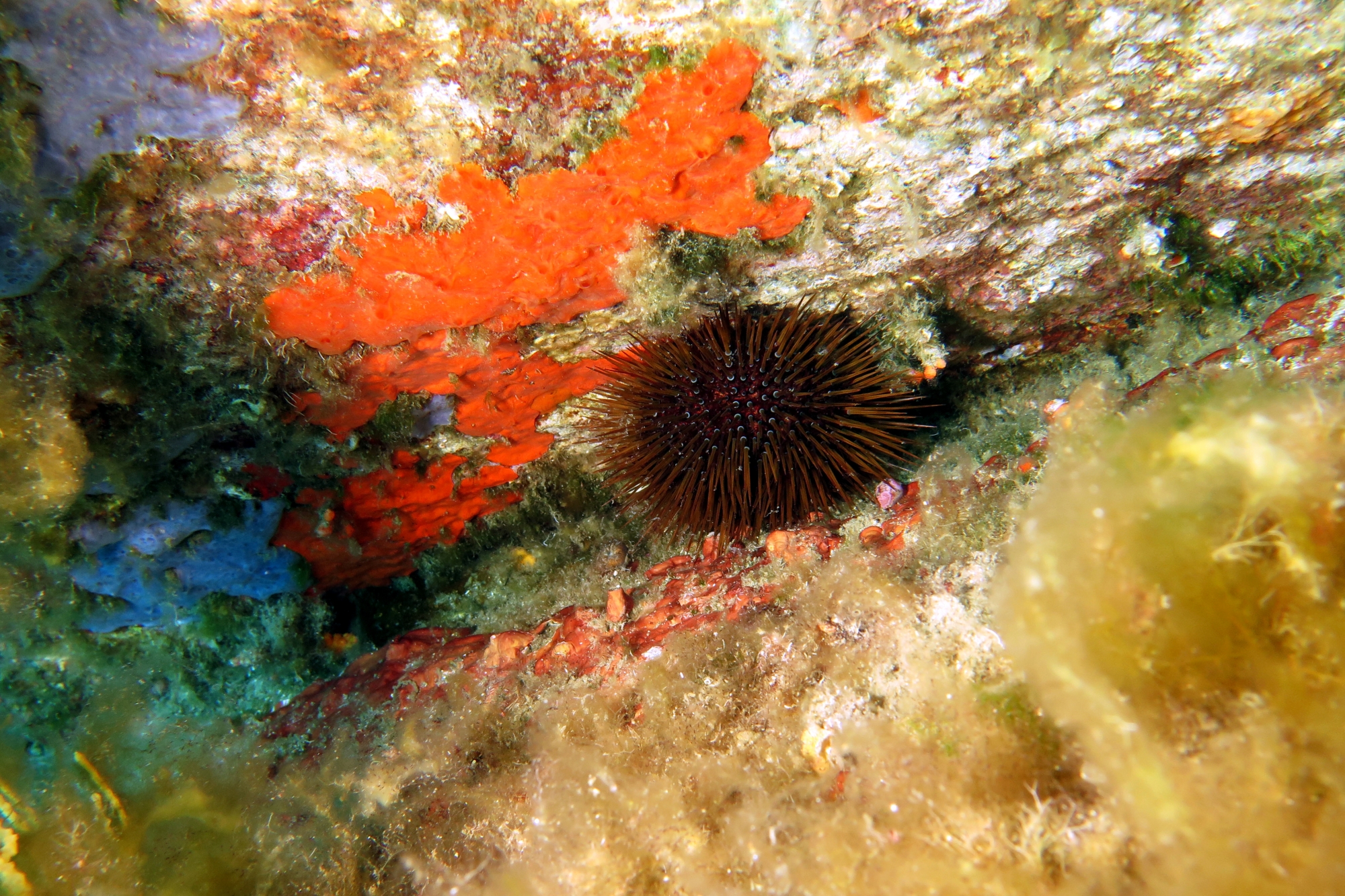 Paracentrotus lividus