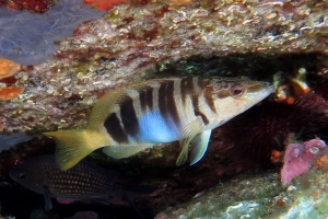 Serranus scriba