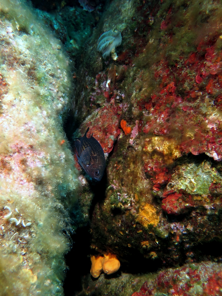 Chromis chromis