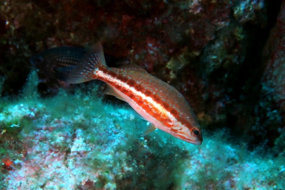 Serranus cabrilla