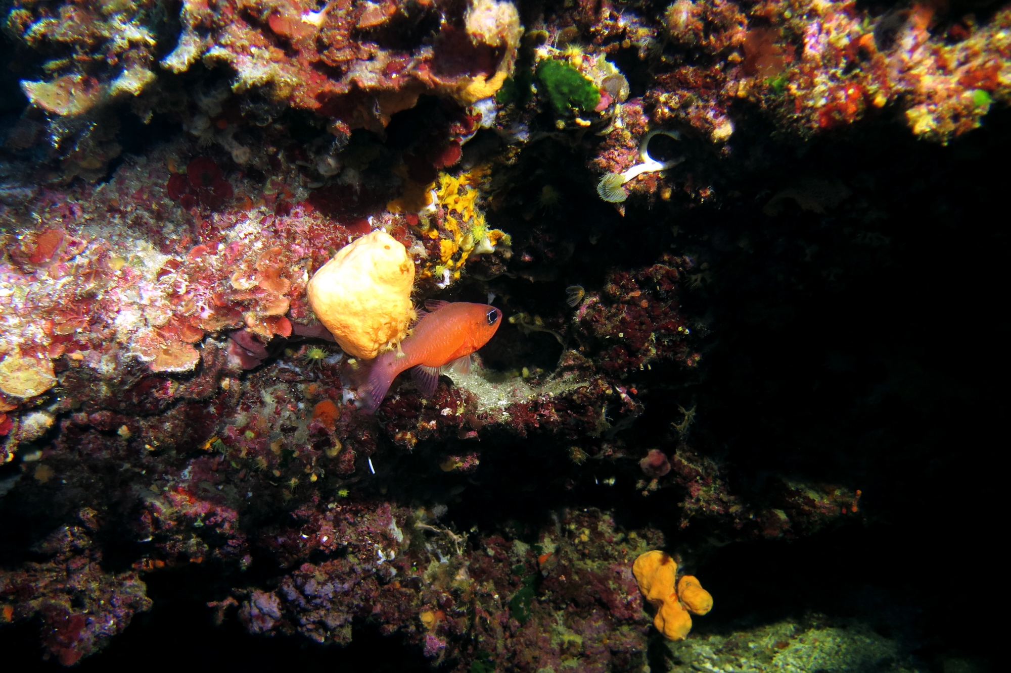 Apogon imberbis