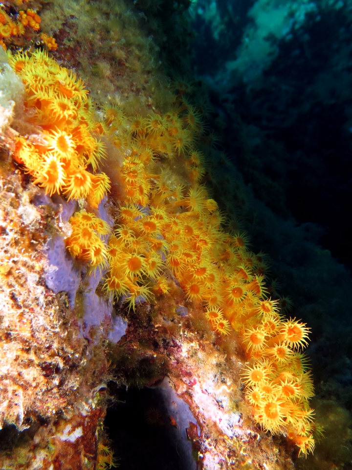 Parazoanthus axinellae