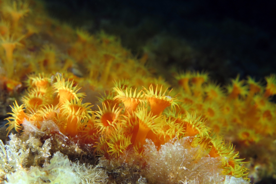 Parazoanthus axinellae