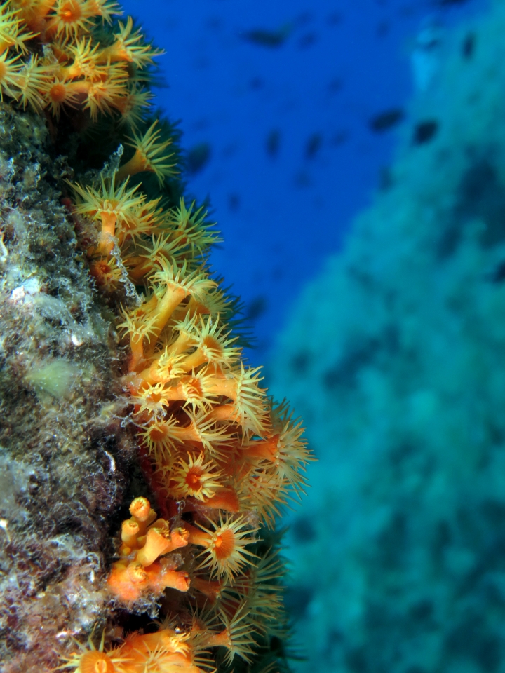 Parazoanthus axinellae