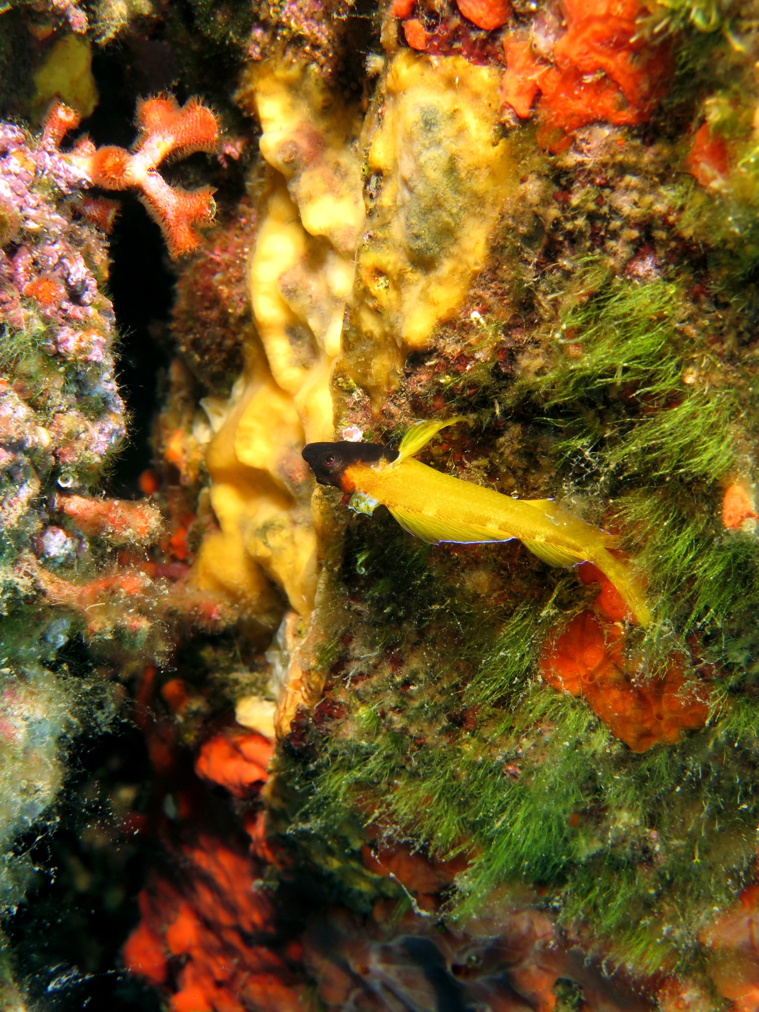 Tripterygion delaisi, Chaetomorpha aerea, Myriapora truncata