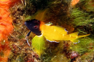 Tripterygion delaisi, Spirastrella cunctatrix ou Crambe crambe, Chaetomorpha aerea