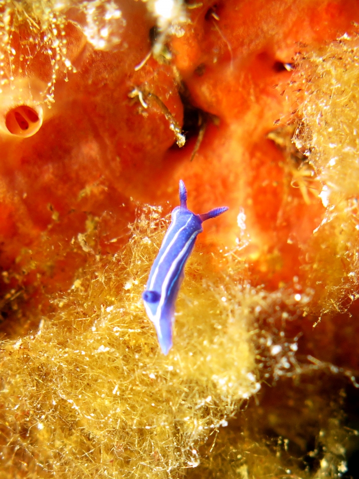 Felimare orsinii