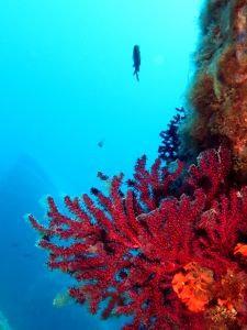 Paramuricea clavata, Pentapora fascilalis