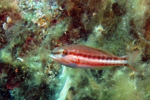 Serranus cabrilla