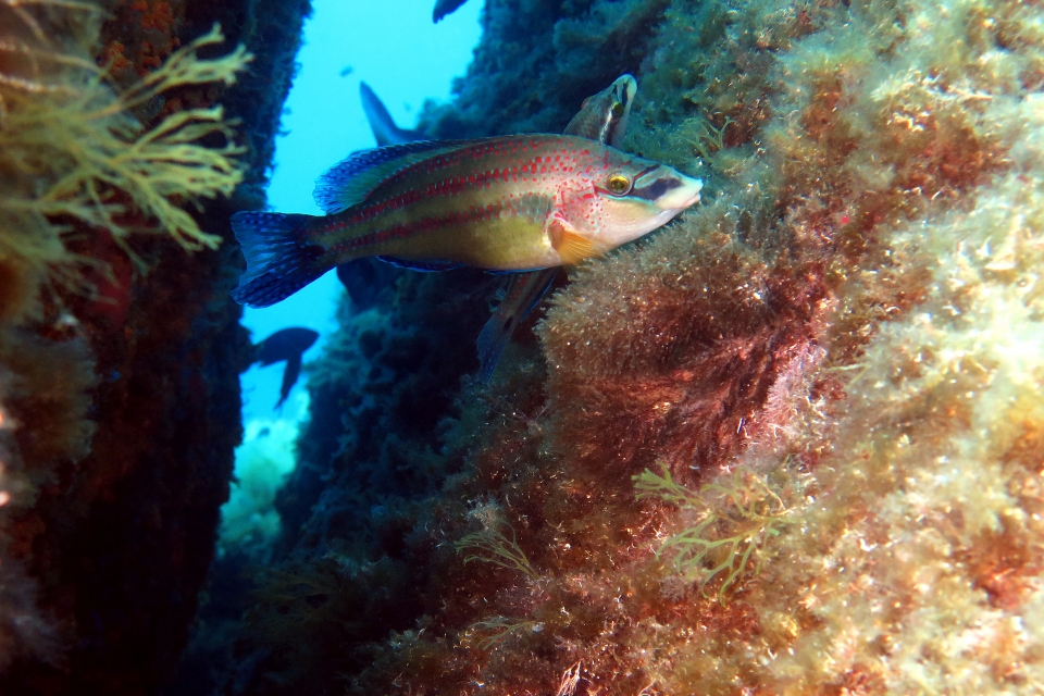 Symphodus tinca