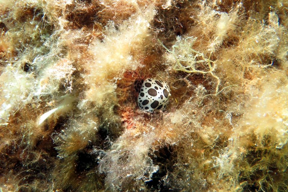 Peltodoris atromaculata