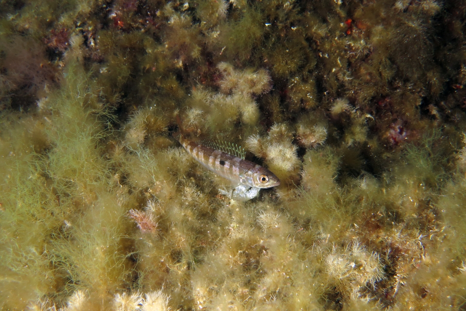 Spicara smaris
