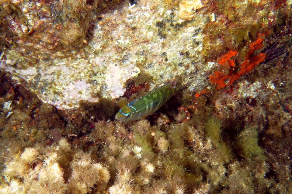 Spicara maena