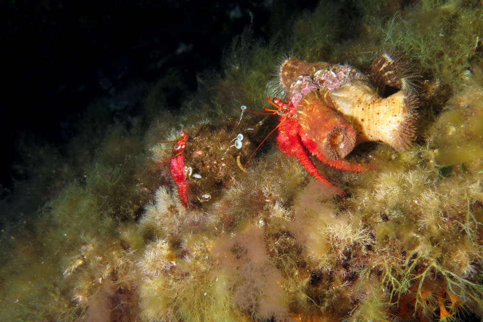 Dardanus calidus, Calliactis parasitica, Acetabularia acetabulum
