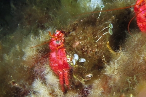 Dardanus calidus, Calliactis parasitica, Acetabularia acetabulum