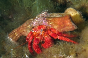 Dardanus calidus, Calliactis parasitica, Acetabularia acetabulum