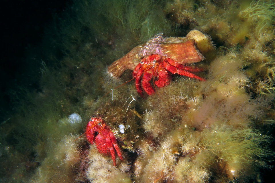 Dardanus calidus, Calliactis parasitica, Acetabularia acetabulum