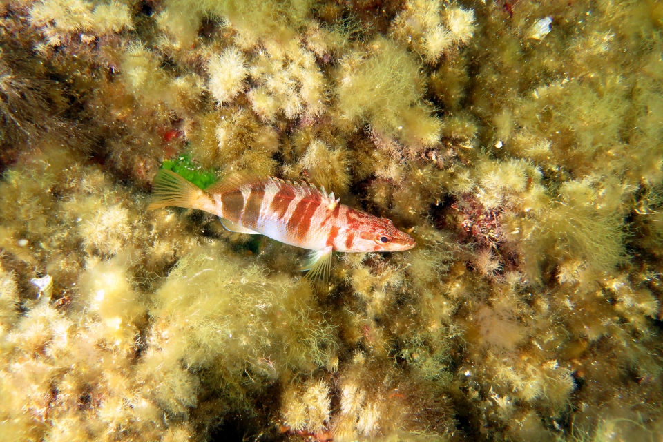 Serranus scriba
